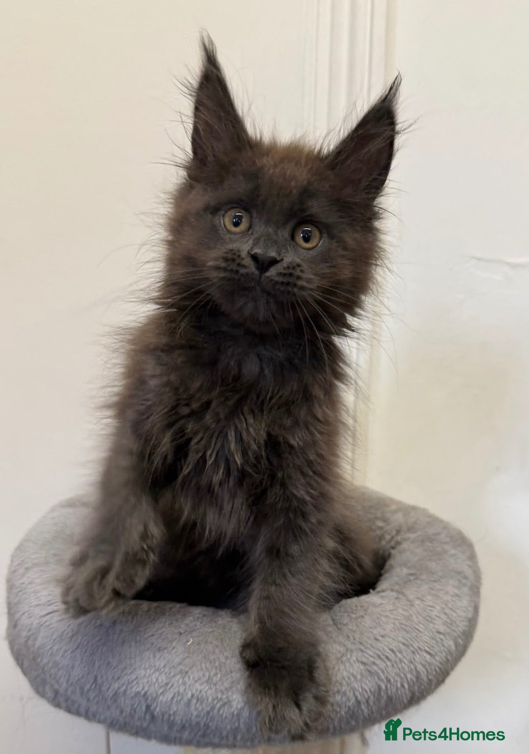 Maine Coon cats Pedigree GCCF Russian Kazakhstan import line - Advert 5