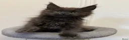 Maine Coon cats for sale: Pedigree GCCF Russian Kazakhstan import line - Advert 1