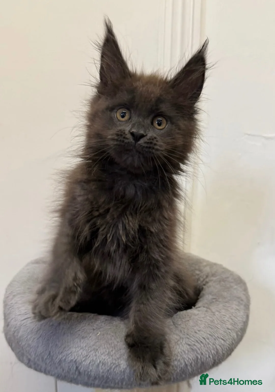 Maine Coon cats for sale: Pedigree GCCF Russian Kazakhstan import line - Advert 1