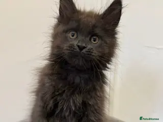 Maine Coon cats Pedigree GCCF Russian Kazakhstan import line - Advert 5