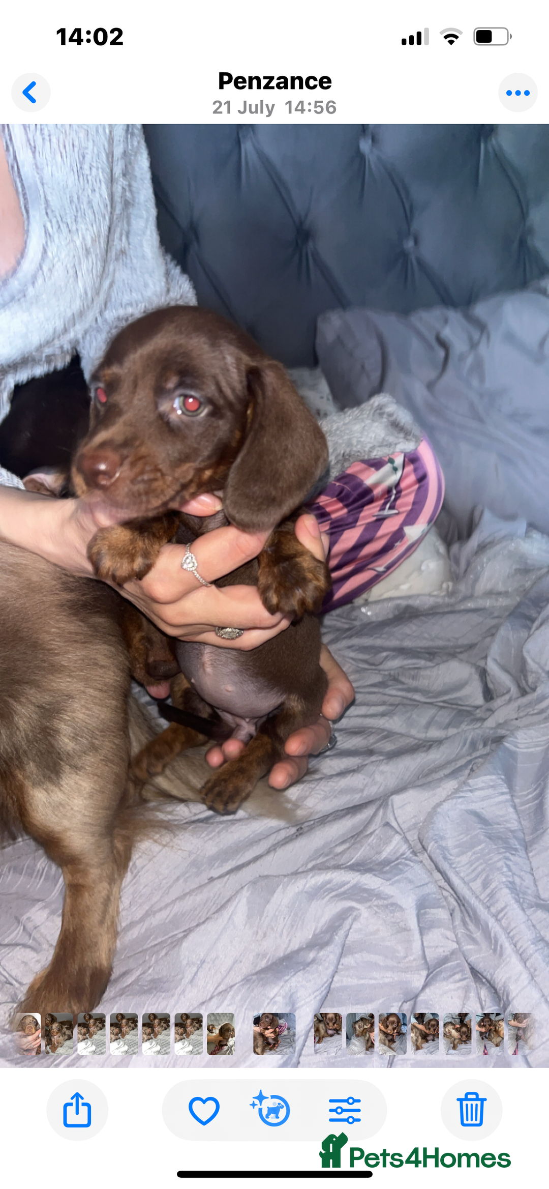 Dachshund dogs for sale: FEMALE CHOC DAPPLE AVAILABLE  - Image 5