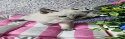 Ragdoll cats for sale: Ragdoll - Advert 6