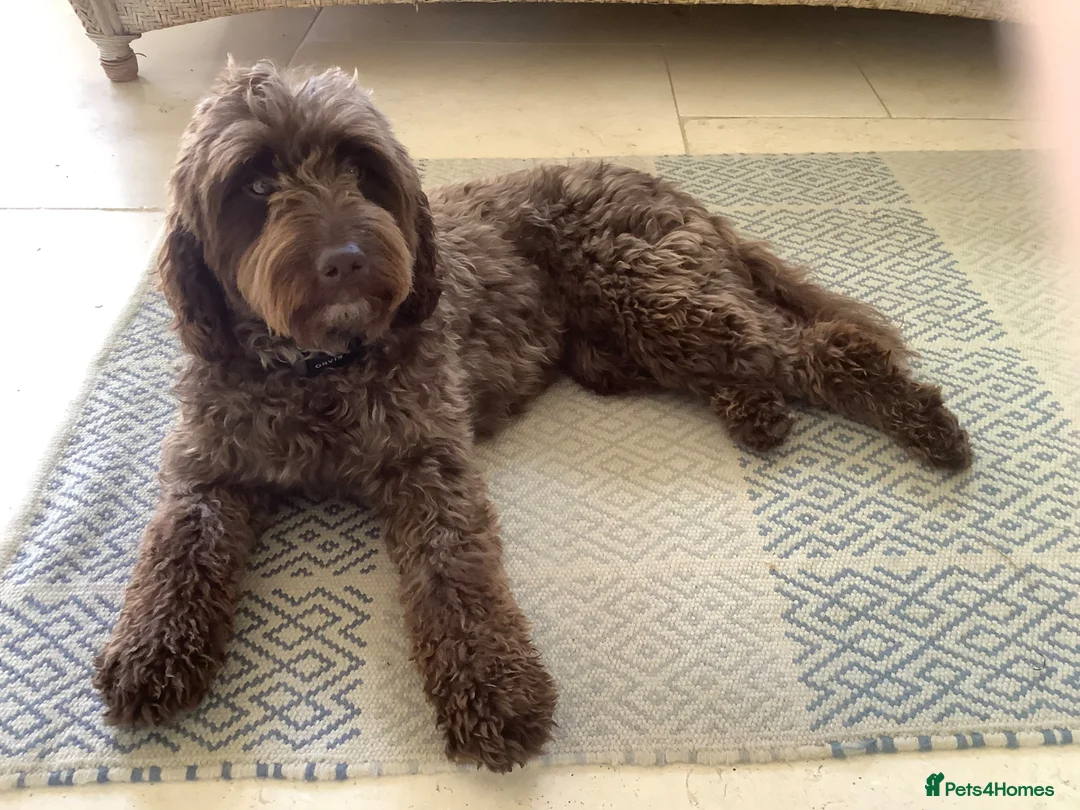 Mini Goldendoodle dogs for sale: Cotswold Miniature/Toy Goldendoodles, All Colours! - Advert 2