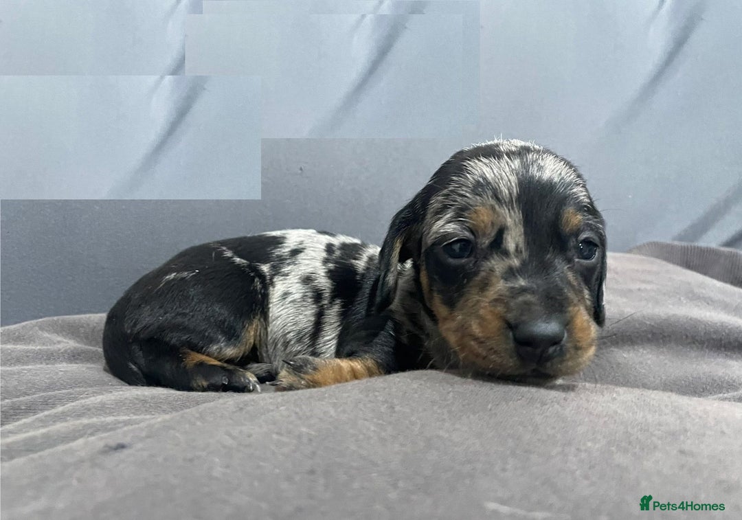 Miniature Dachshund dogs for sale: Splendid mini-dapple-doxies-shorthair - Image 6