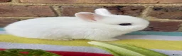 Netherland Dwarf rabbits for sale: White, Chocolate & Blue Netherland Dwarf Bunnies  - Advert 8
