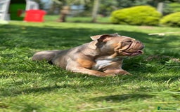 English Bulldog dogs for sale: 1 year old English bulldog - read description! - Image 2