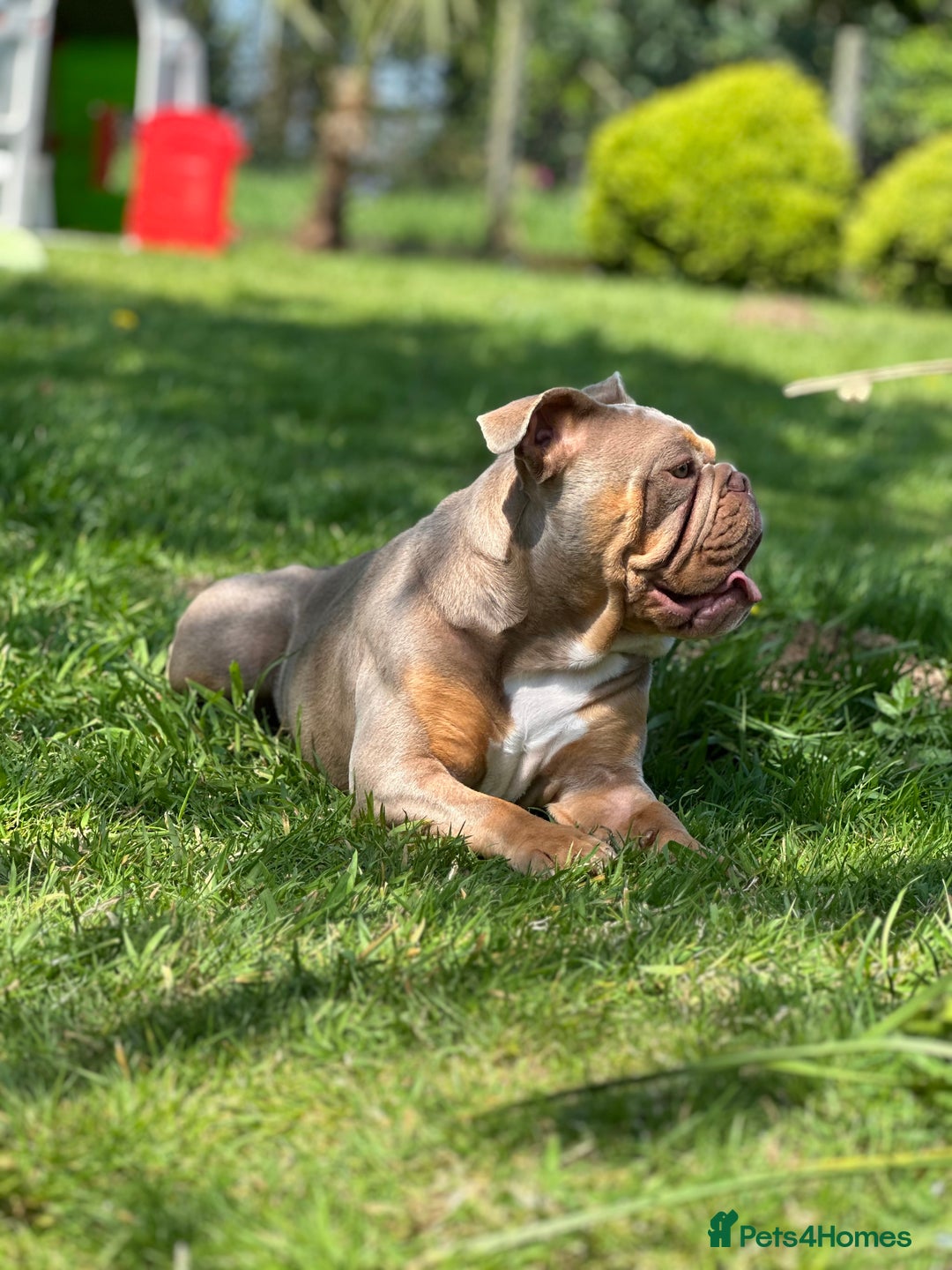 English Bulldog dogs for sale: 1 year old English bulldog - read description! - Image 2