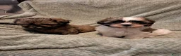 Malshi dogs for sale: Malshi 2 boys puppies - Advert 13