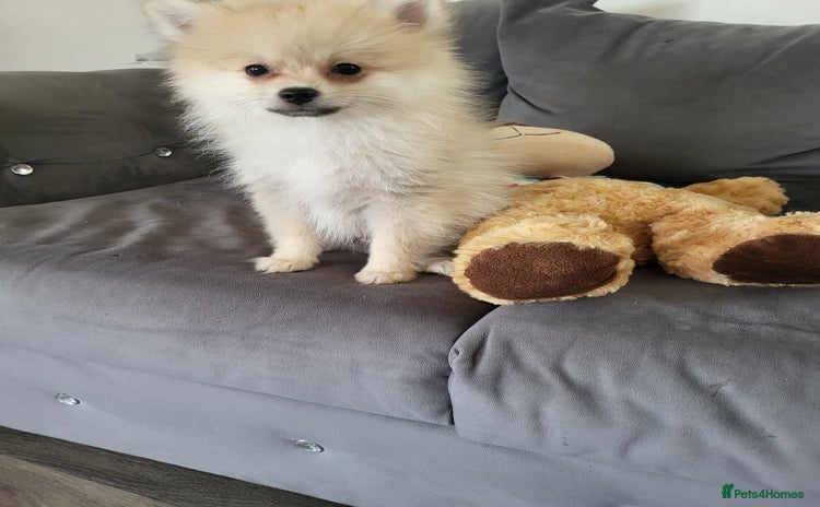 Pomeranian dogs - Advert 1