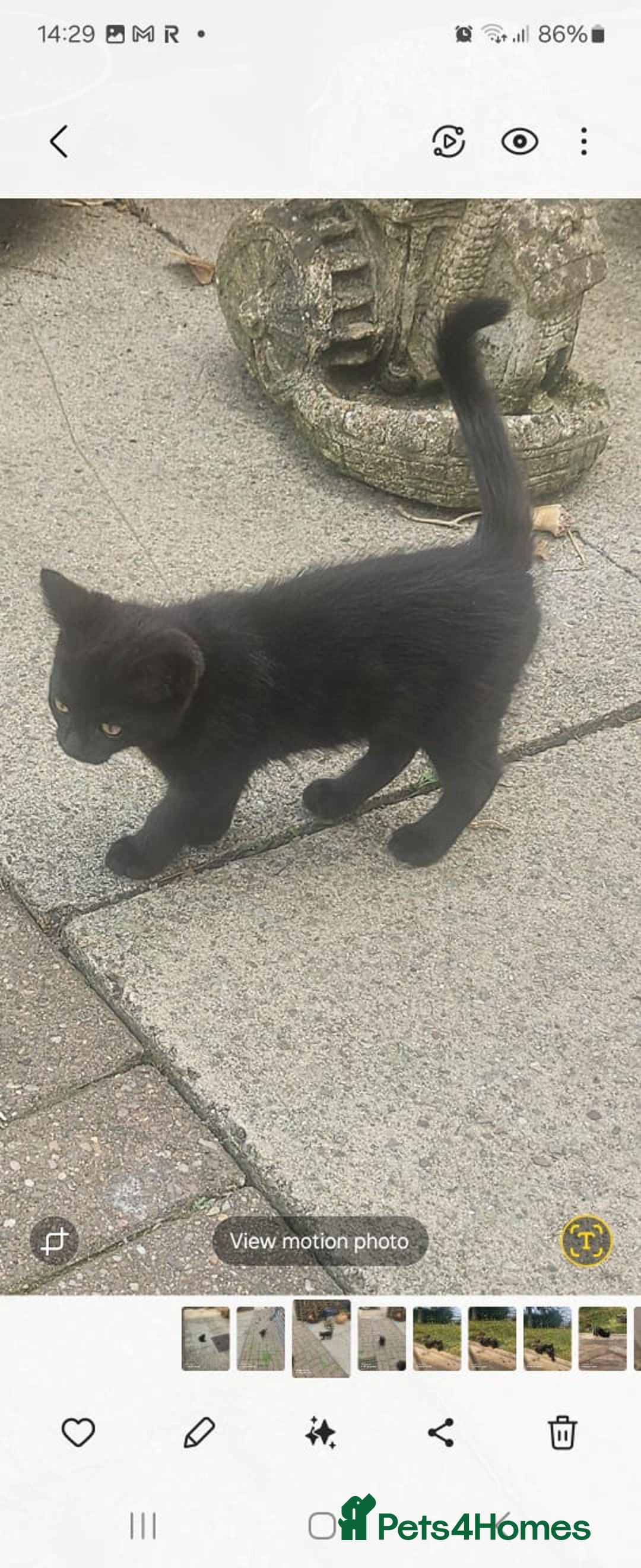 Mixed Breed cats for sale: Beautiful kittens  - Image 2