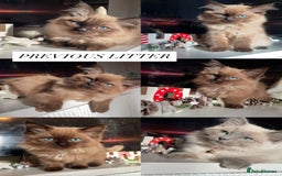 Ragdoll cats for sale: 5 Purebred kittens for SALE - Image 3