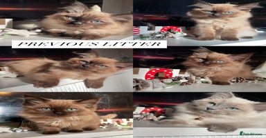 Ragdoll cats - Advert 15