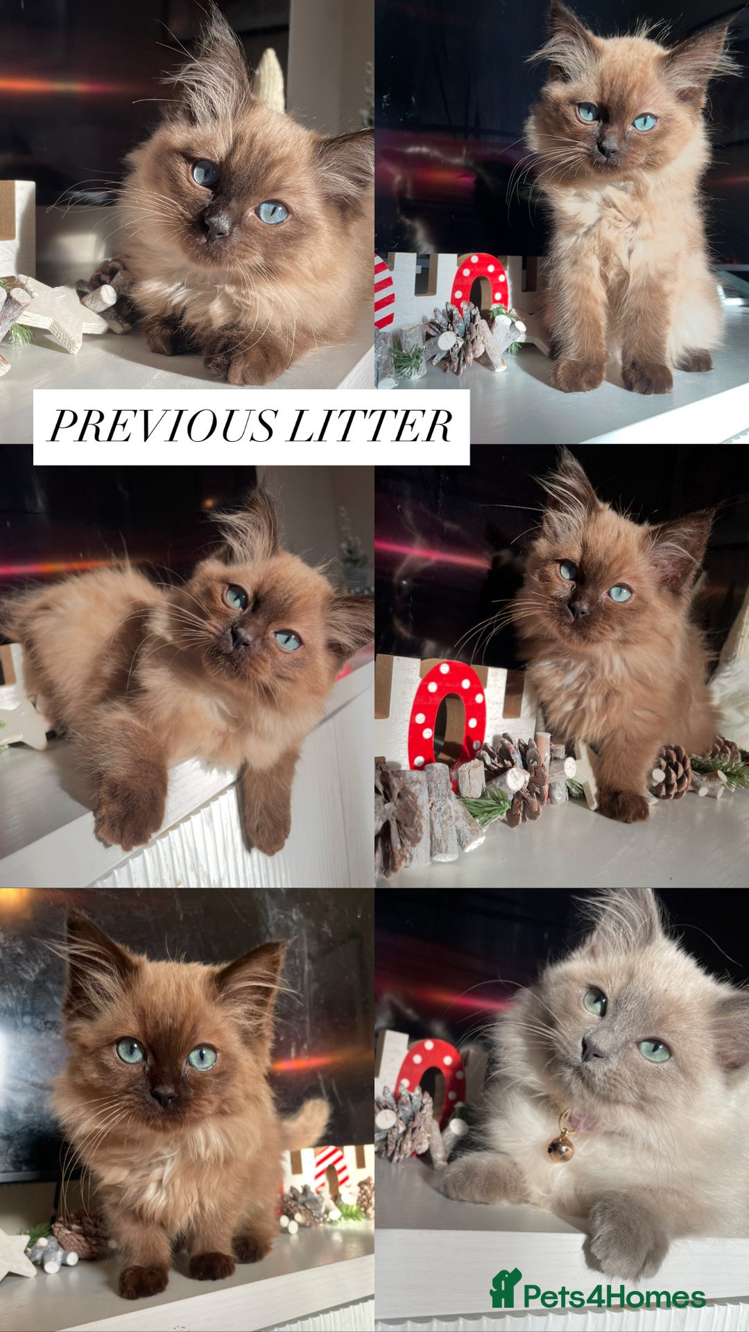Ragdoll cats for sale: 5 Purebred kittens for SALE - Image 3