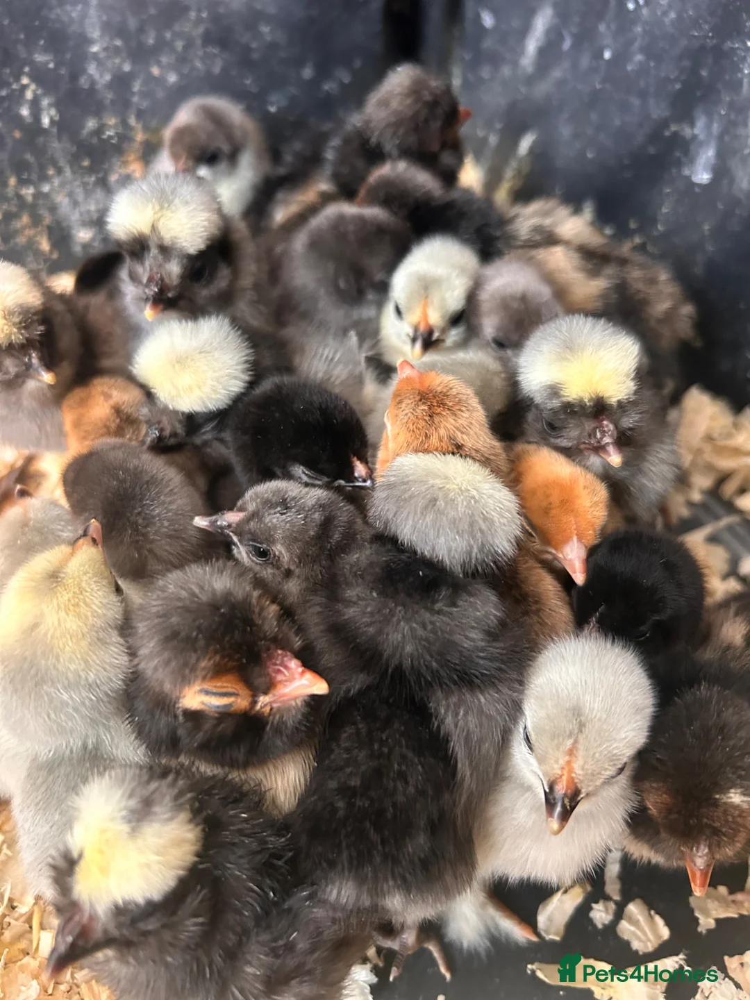 Chickens poultry for sale: Sablepoot chicks available - Advert 4