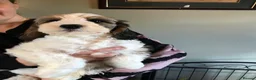 Mixed Breed dogs for sale: Rare Parti Colour CockalierPoos 5* breeder of 25yr - Advert 28