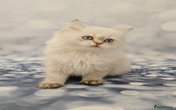 British Longhair cats for sale: Excellent Scottish straight Highland Kittens - Image 8