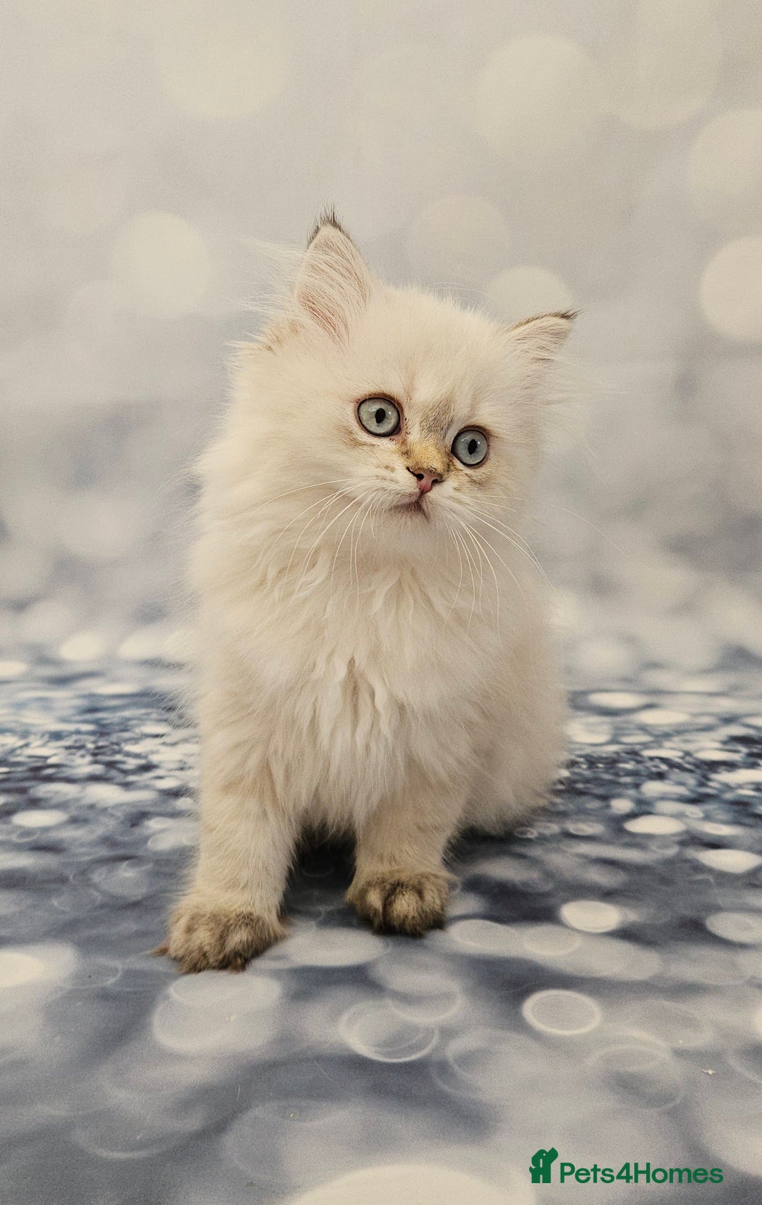 British Longhair cats for sale: Excellent Scottish straight Highland Kittens - Image 8