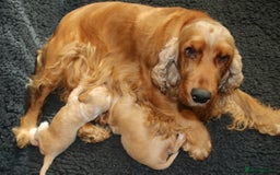 Cocker Spaniel dogs for sale: Stunning Show Cockers-Health Checked,KC Registered - Image 8