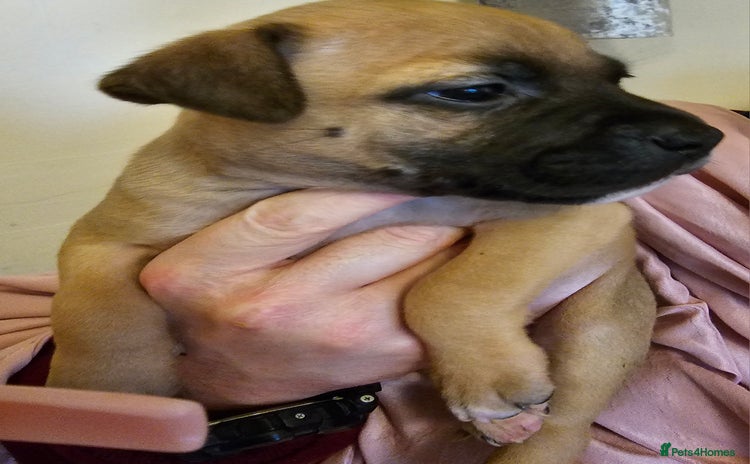 Bullmastiff dogs - Advert 10