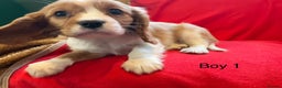 Cavalier King Charles Spaniel dogs for sale: Gorgeous Cavalier King Charles Spaniel puppies - Advert 17
