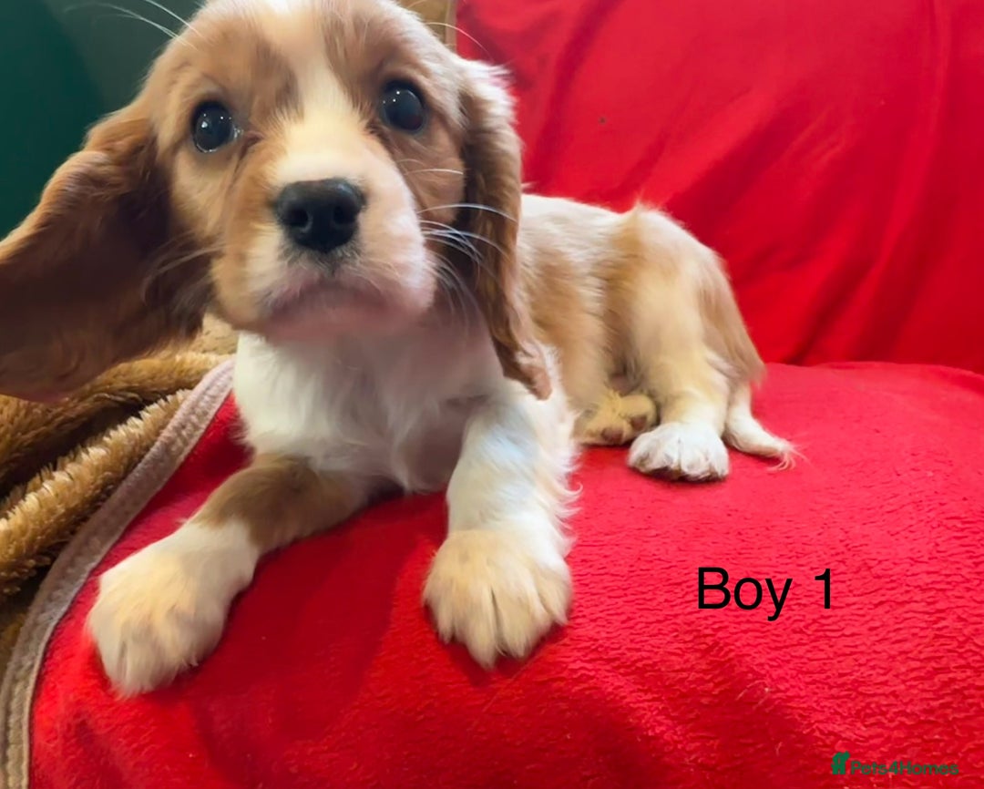 Cavalier King Charles Spaniel dogs for sale: Gorgeous Cavalier King Charles Spaniel puppies - Advert 19
