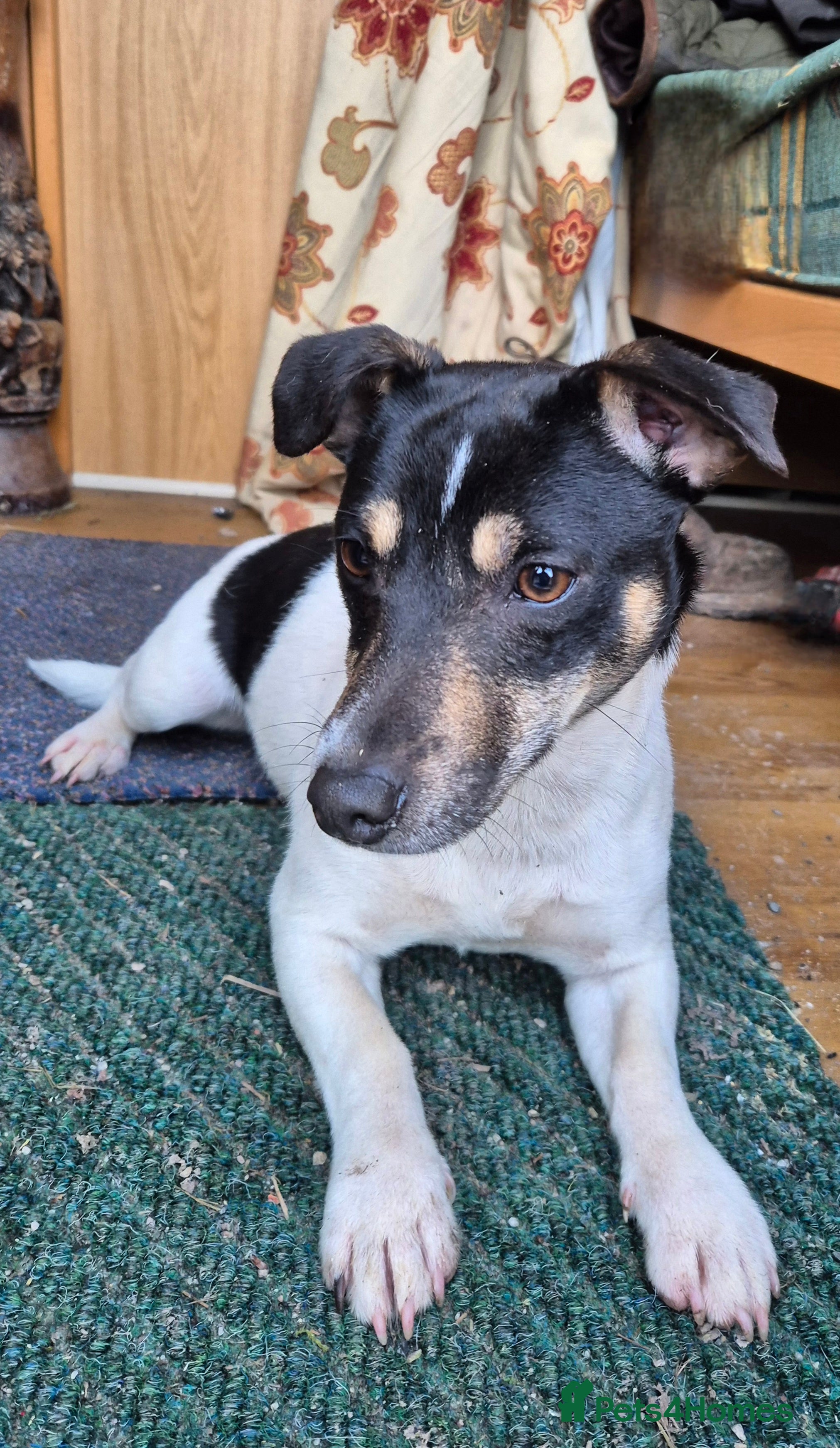 Jack Russell dogs Beautiful Jack russell  - Advert 2