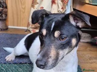 Jack Russell dogs Beautiful Jack russell - Advert 2