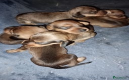 Miniature Dachshund dogs for sale: READY NOW 1 FEMALE MINIATURE dachshund  - Image 9