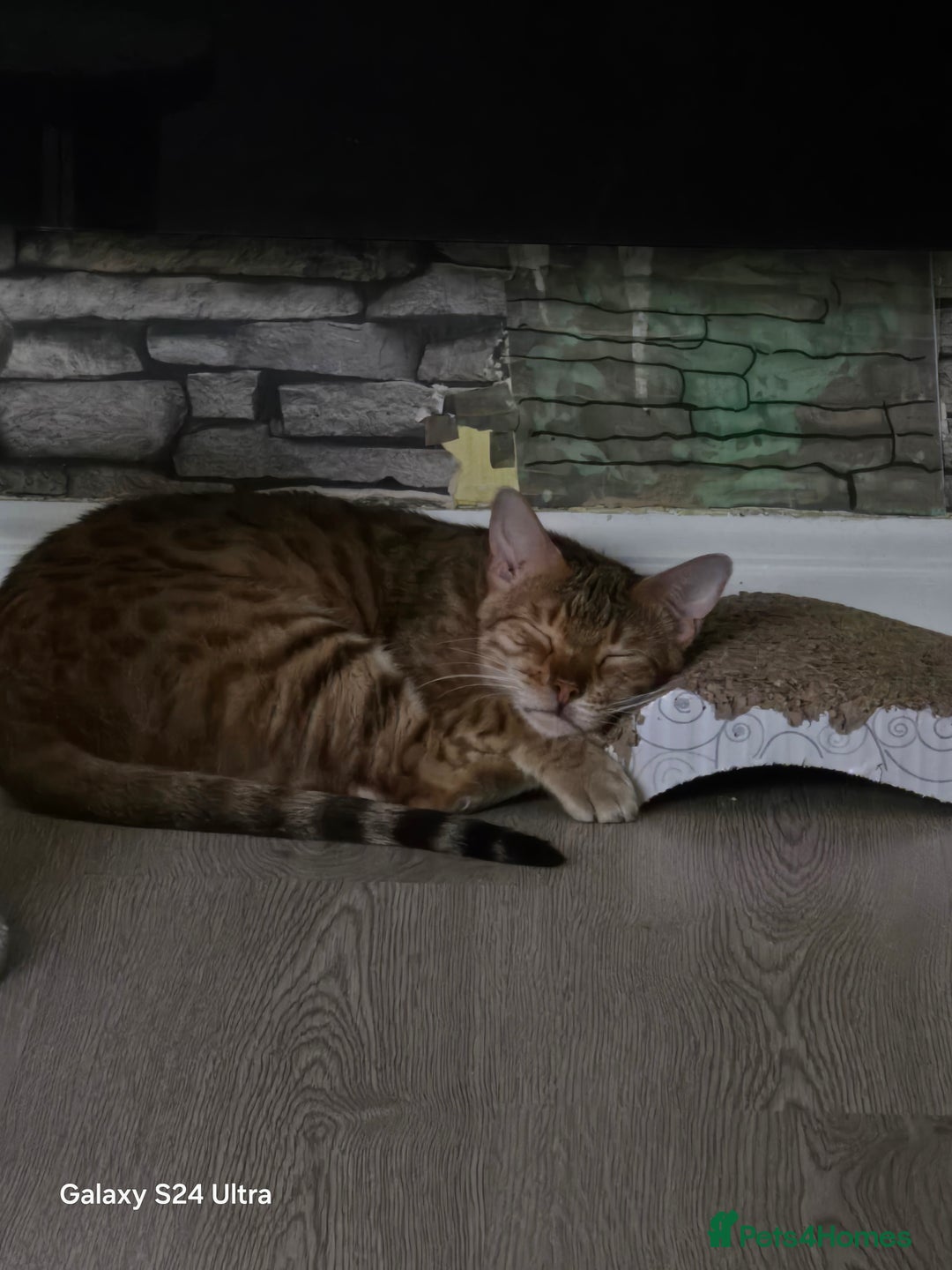 Bengal cats for sale: 3 Beutiful bengal kitten - Advert 4