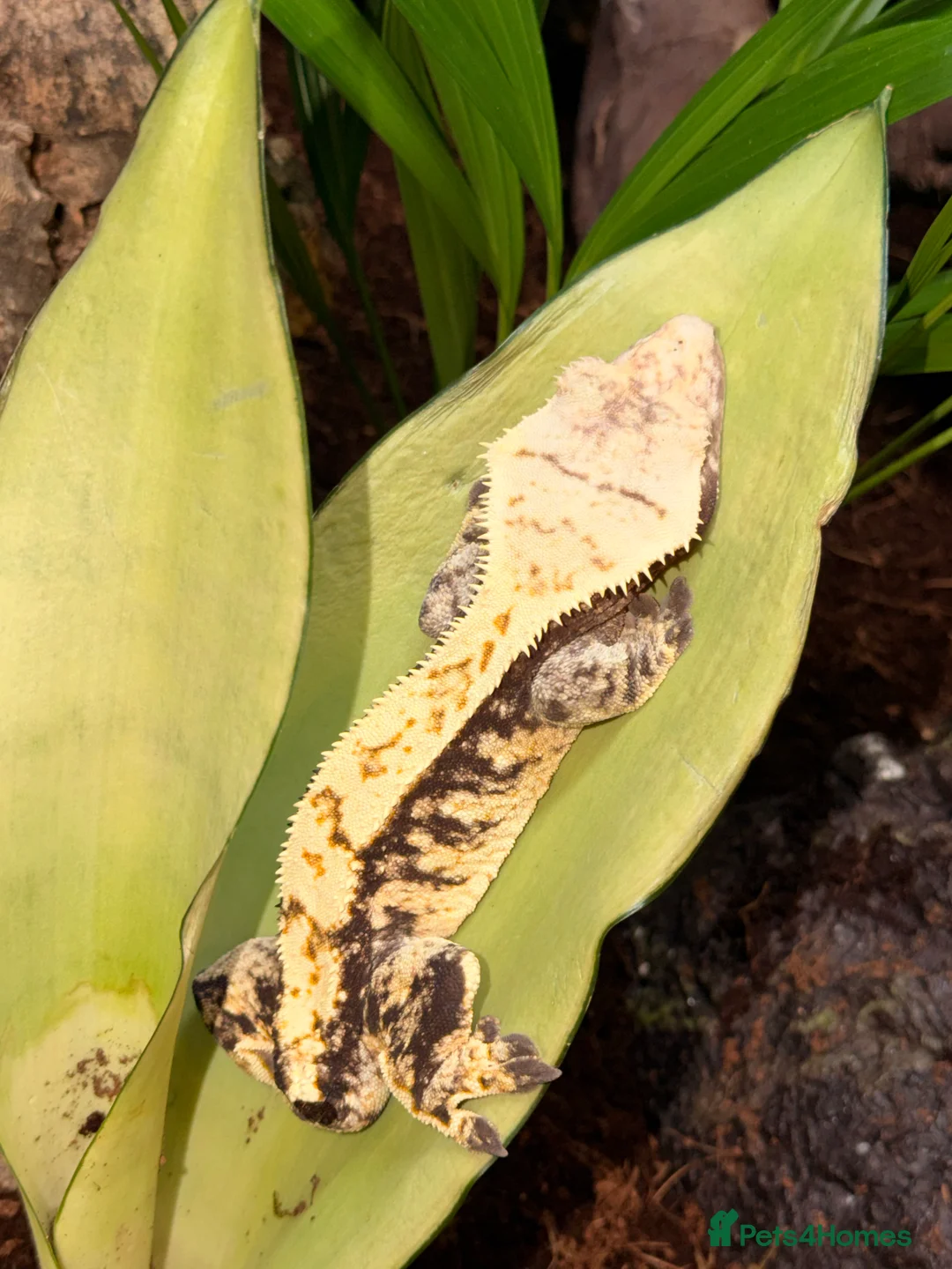 Gecko reptiles for sale: Stunning crested gecko male - Advert 3