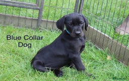 Mixed Breed dogs for sale: VISZLAMANS (viszla x Doberman) - Image 10