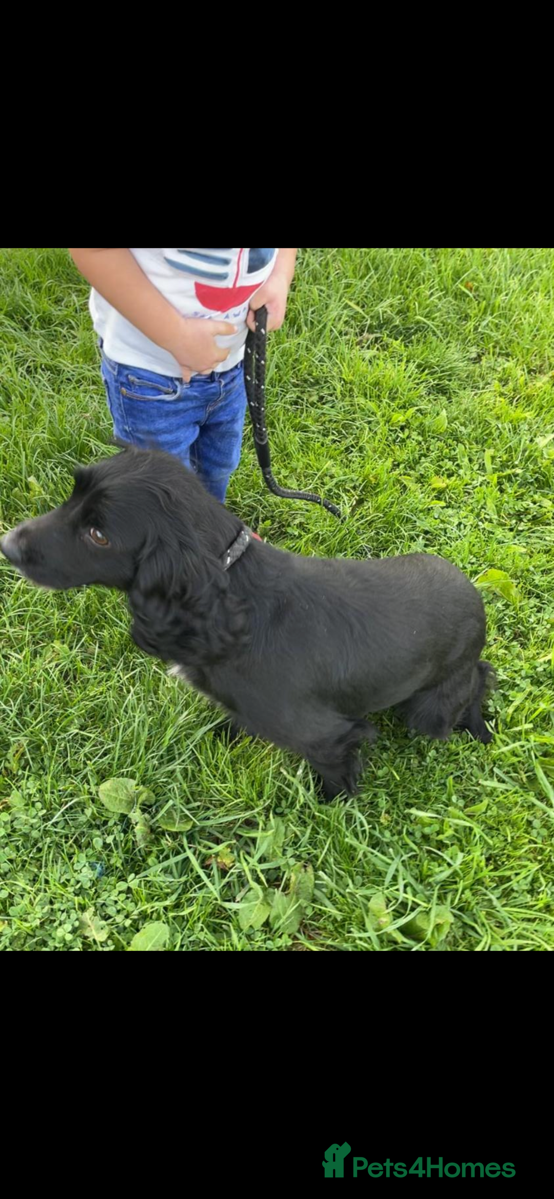 Cocker Spaniel dogs for sale: Cocker spaniel puppies  - Image 18
