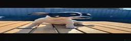 Chihuahua dogs for sale: Chihuahua  - Advert 1