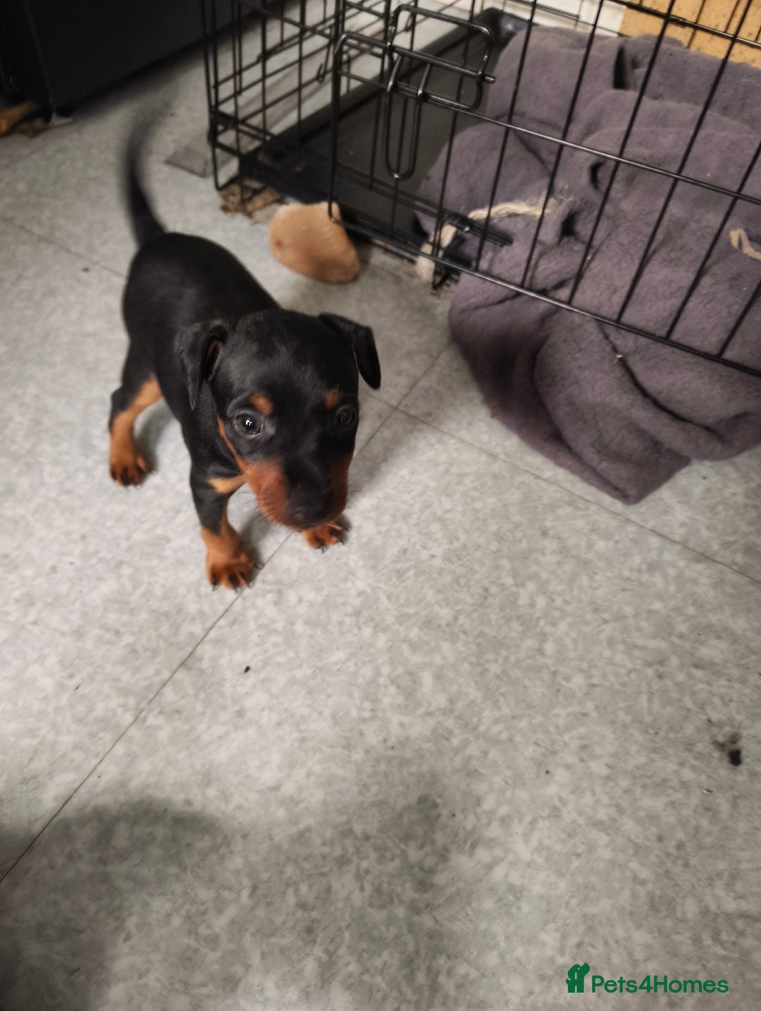 Mixed Breed dogs for sale: Toy Terrapin puppies for sale  - Image 4