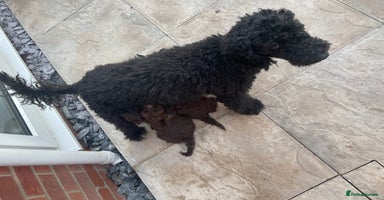 Cockapoo dogs - Advert 3