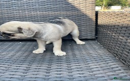 Pug dogs for sale: Pug Puppies  - Image 17