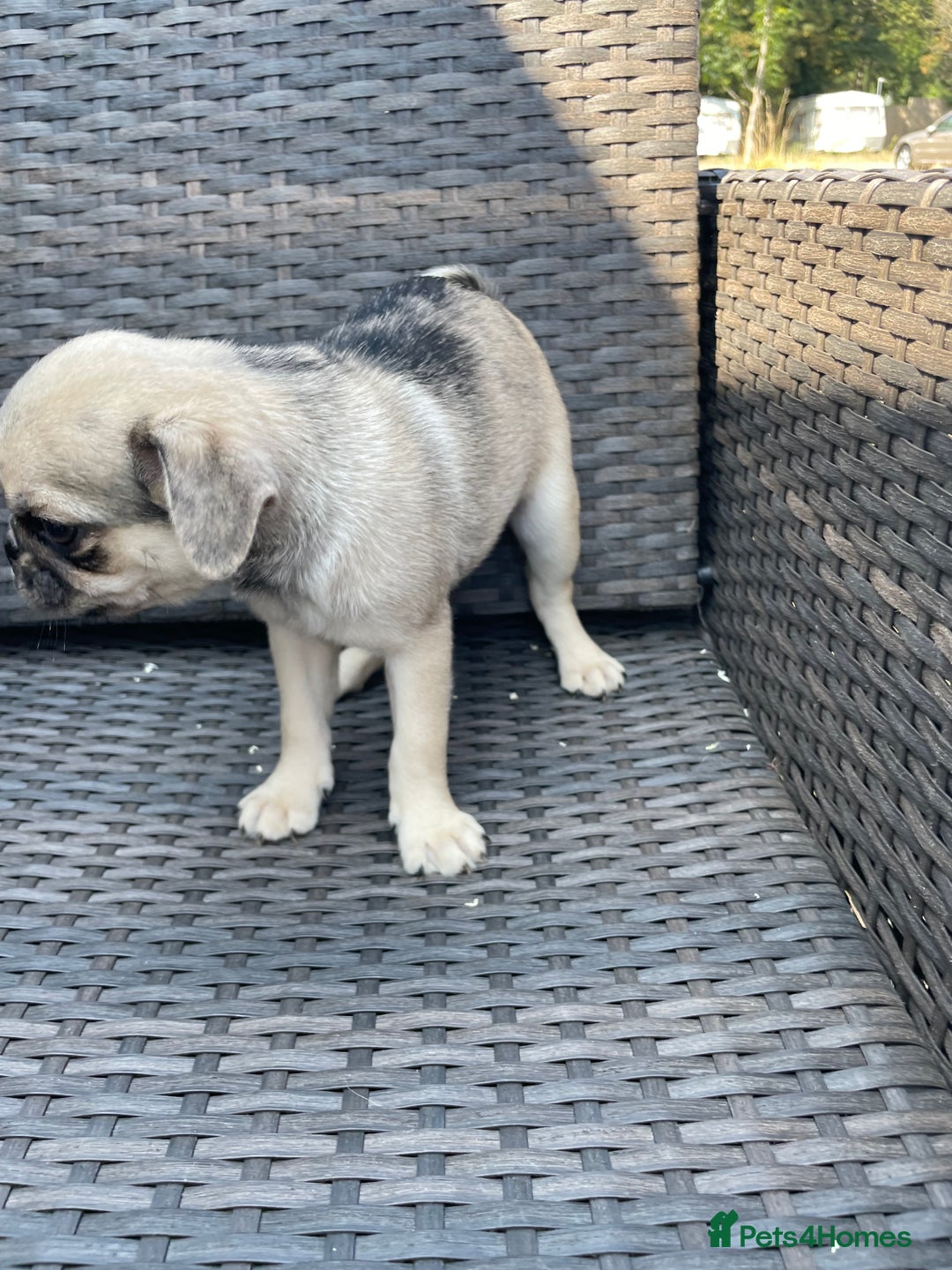Pug dogs for sale: Pug Puppies  - Image 17