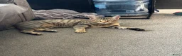 Bengal cats for sale: Bengal 75% maine coon 25%   - Advert 12