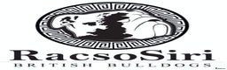 English Bulldog dogs for stud: Qualified Crufts20/21/22/23/24 Health Certificates in Slough - Advert 4