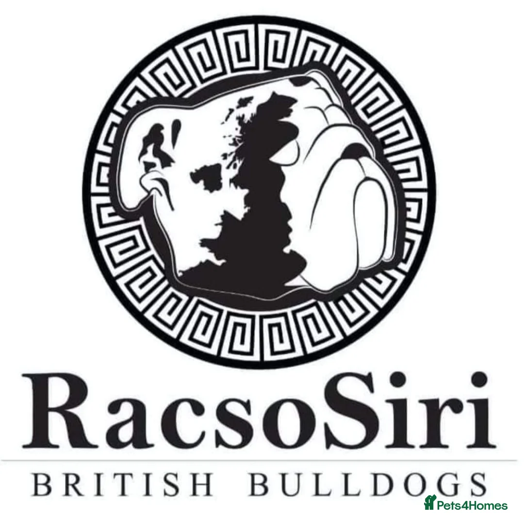 English Bulldog dogs for stud: Qualified Crufts20/21/22/23/24 Health Certificates in Slough - Advert 4
