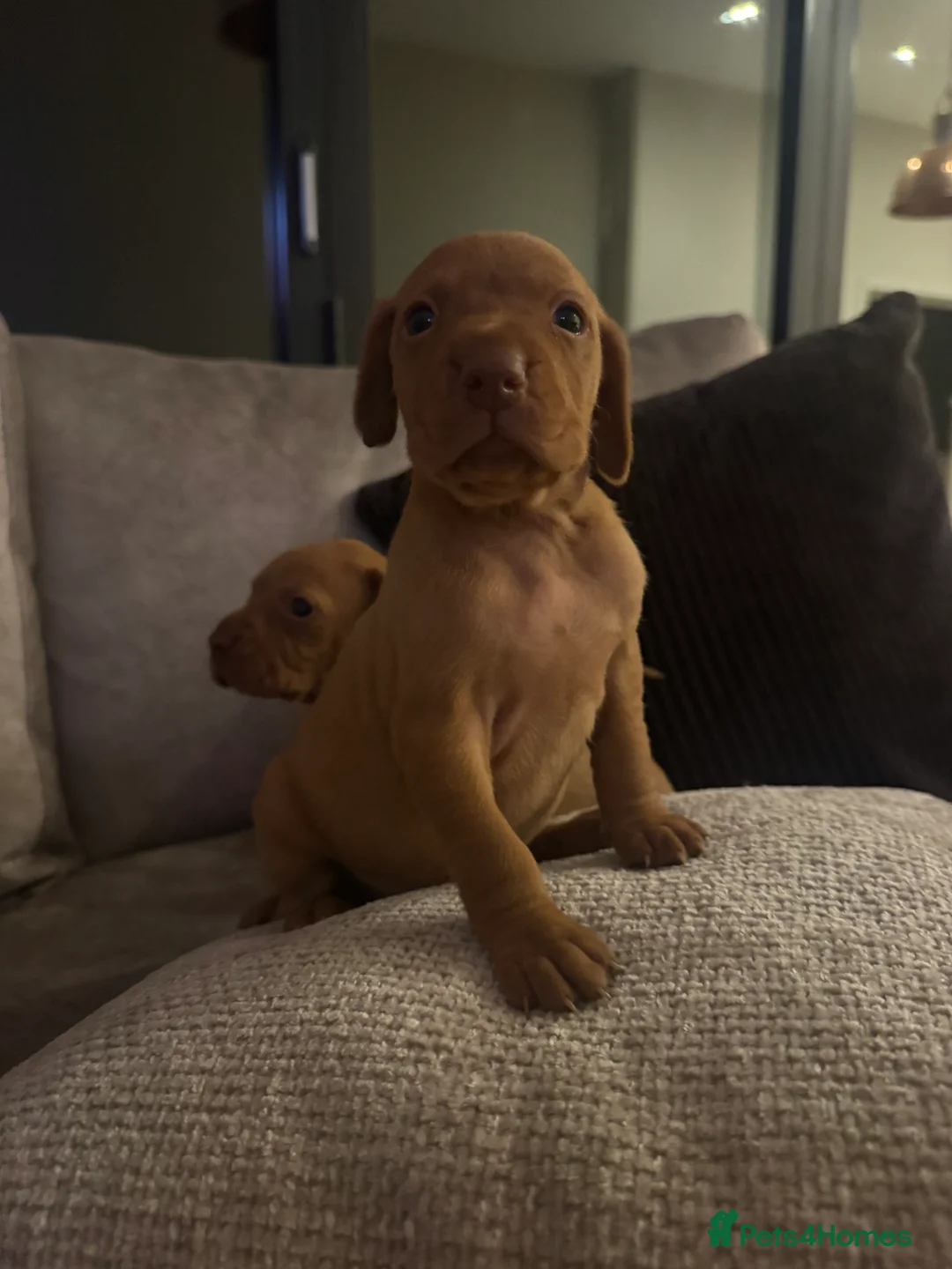 Hungarian Vizsla dogs for sale: Hungarian Vizsla KC Puppies excellent Pedigree - Advert 31