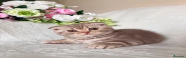 Scottish Fold 2