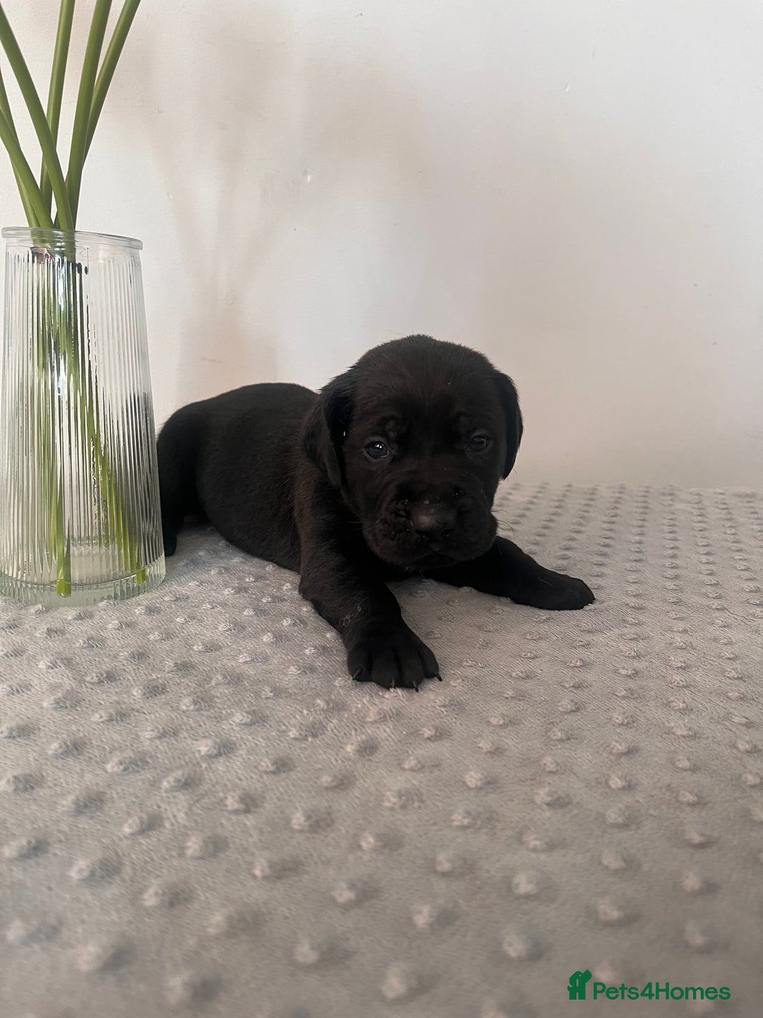 Cane Corso dogs for sale: Stunning Full Pedigree Cane Corso Puppies 🏆  - Advert 11