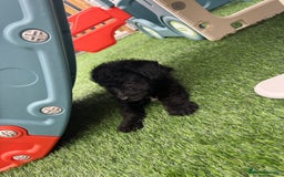 Mixed Breed dogs for sale: Black male puppy jackapoo - Image 6