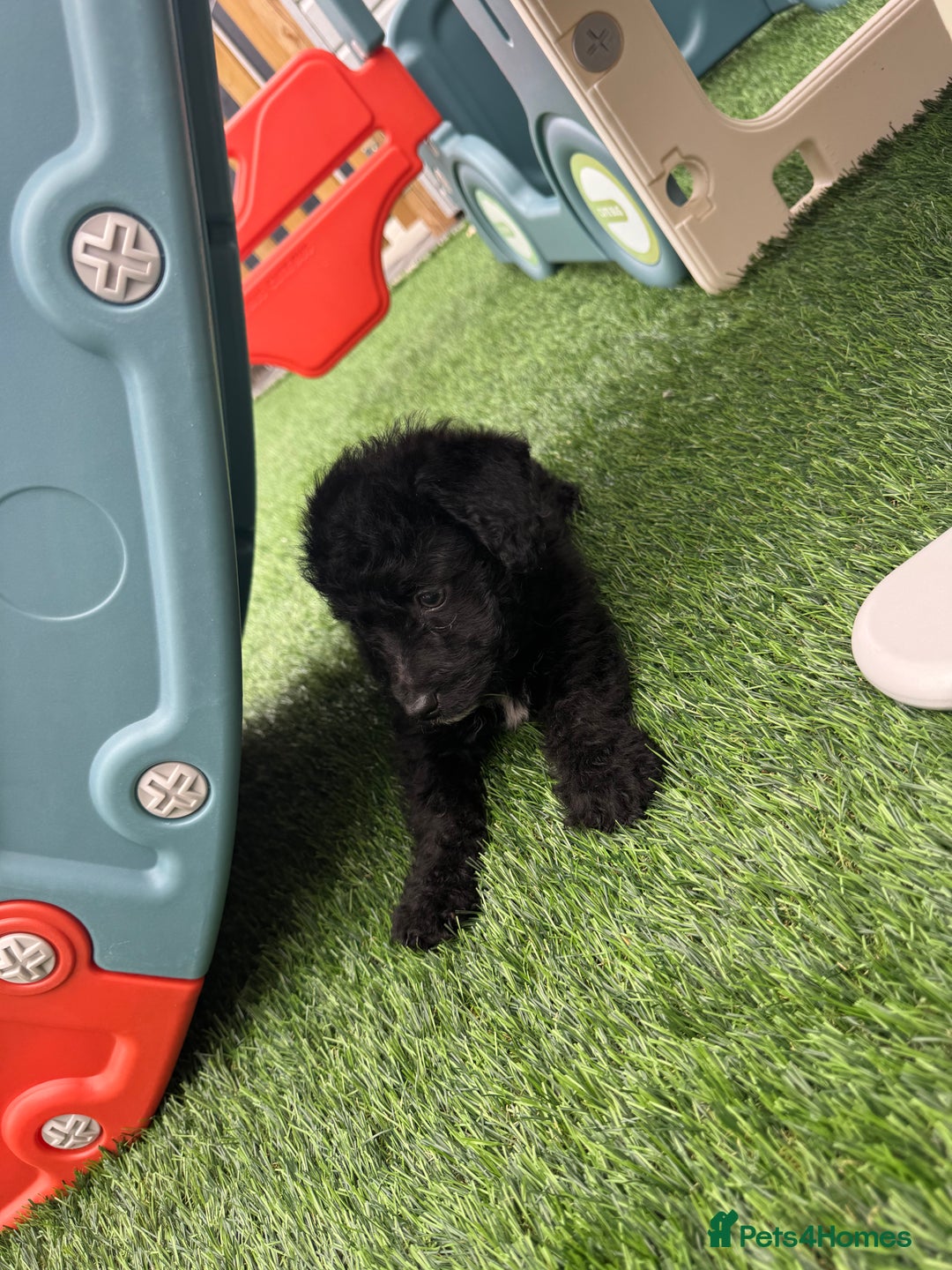 Mixed Breed dogs for sale: Black male puppy jackapoo - Image 6