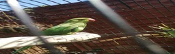 Ringnecks birds for sale: Ringneck parrot  - Advert 3