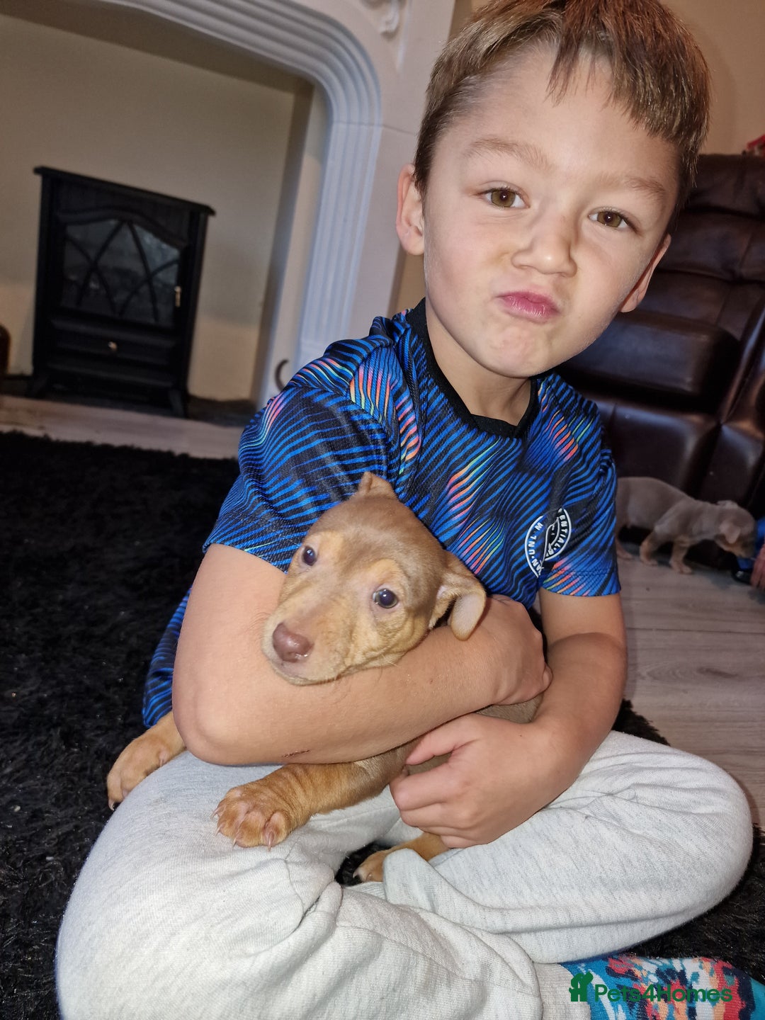 Jack Russell dogs for sale: Beautiful Muchwenlock Jack Russell puppies - Image 20