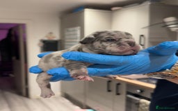 French Bulldog dogs for sale: Merle and lilac and tan French bulldog puppies - Image 11