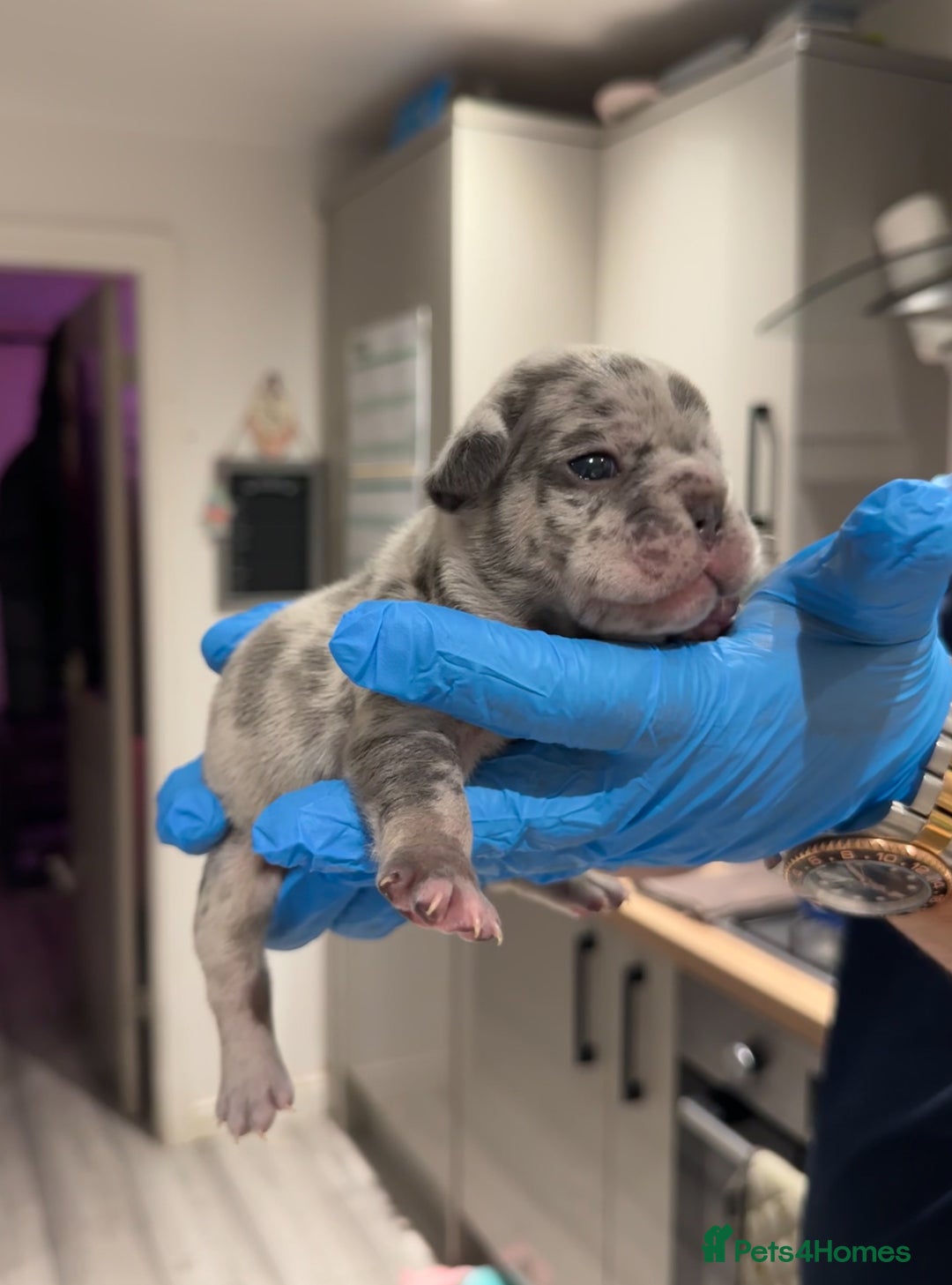 French Bulldog dogs for sale: Merle and lilac and tan French bulldog puppies - Image 11