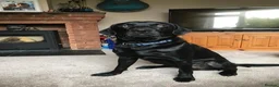 Labrador Retriever dogs for stud: Five Gen Pedigree Labrador for Stud - Advert 3
